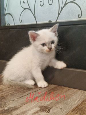 Süsse Burma-Devon Rex Mix Kitten können ab 7. Juni umziehen  Bild 4