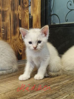 Süsse Burma-Devon Rex Mix Kitten können ab 7. Juni umziehen  Bild 2