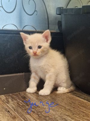 Süsse Burma-Devon Rex Mix Kitten können ab 7. Juni umziehen  Bild 3