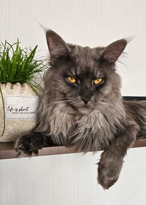 Maine Coon Deckkater