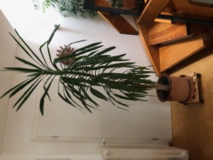 Yuccapalme, gleichmäßig gewachsen