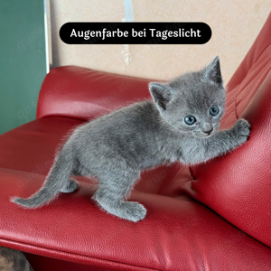 Russisch Blau Kitten abzugeben (3x Kater) Bild 4