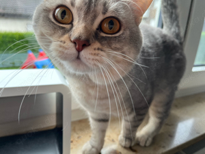 BKH Deckkater Bild 3