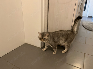 BKH Deckkater Bild 4