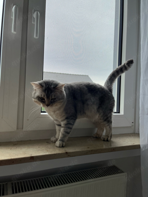 BKH Deckkater Bild 5