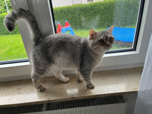 BKH Deckkater Bild 2