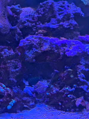 Meerwasser Fische Salzwasser Fisch Korallen Blumen Tiere Aquarstik Bild 3