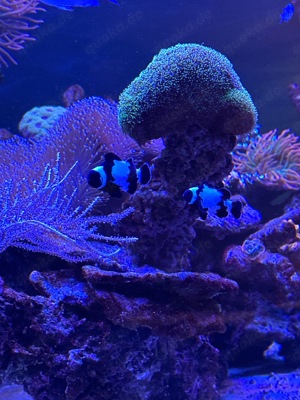 Meerwasser Fische Salzwasser Fisch Korallen Blumen Tiere Aquarstik Bild 4