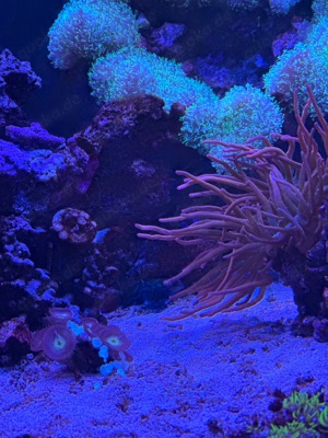 Meerwasser Fische Salzwasser Fisch Korallen Blumen Tiere Aquarstik Bild 5