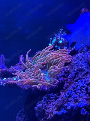Meerwasser Korallen Salzwasser Blumen Aquarstik Koralle  Bild 2