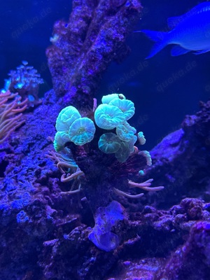 Meerwasser Korallen Salzwasser Blumen Aquarstik Koralle  Bild 1