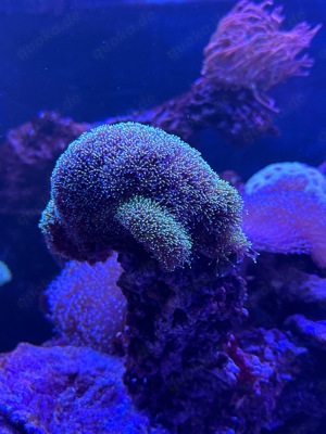 Meerwasser Korallen Salzwasser Blumen Aquarstik Koralle  Bild 6