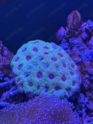 Meerwasser Korallen Salzwasser Blumen Aquarstik Koralle  Bild 8