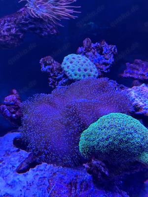 Meerwasser Korallen Salzwasser Blumen Aquarstik Koralle  Bild 7