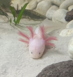 Axolotl, Jungtiere aus MV Bild 5