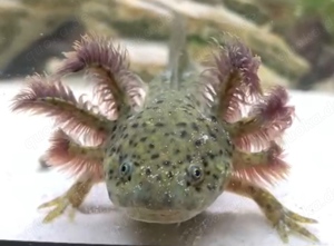 Axolotl, Jungtiere aus MV Bild 3