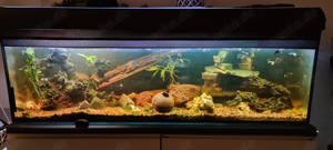  500 Liter Aquarium inklusive zwei Moschusschildkröten und etwa 20-30 Gummifische Bild 1