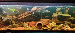  500 Liter Aquarium inklusive zwei Moschusschildkröten und etwa 20-30 Gummifische Bild 2