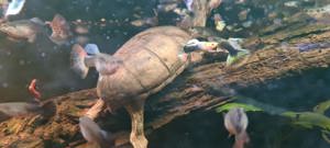  500 Liter Aquarium inklusive zwei Moschusschildkröten und etwa 20-30 Gummifische Bild 3