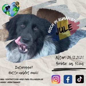 unsere liebe Jule