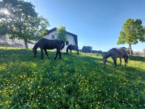 Stallplatz im Offenstall frei