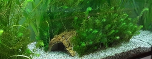 Mosaik Axolotl gesucht