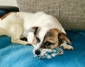 SUZY - kleine Hundedame auf großer Glückssuche