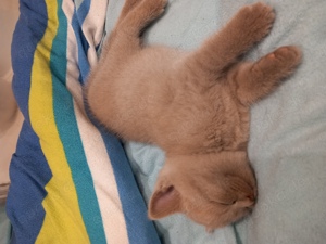 BKH Kitten Reinrassig Britisch Kurzhaar Baby Katze Mädchen  Bild 2