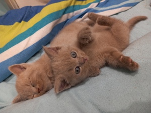 BKH Kitten Reinrassig Britisch Kurzhaar Baby Katze Mädchen  Bild 3