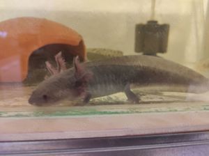 Axolotl Jungtiere, 15 cm groß  Bild 7