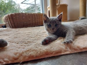 Russisch blau Kitten mit Stammbaum  Bild 5