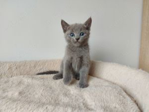 Russisch blau Kitten mit Stammbaum  Bild 6