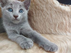 Russisch blau Kitten mit Stammbaum  Bild 4