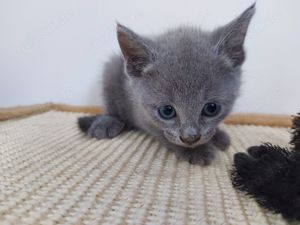 Russisch blau Kitten mit Stammbaum  Bild 8