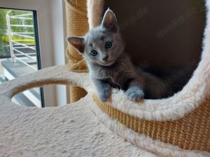 Russisch blau Kitten mit Stammbaum  Bild 1