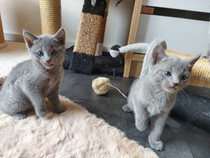 Russisch blau Kitten mit Stammbaum  Bild 7