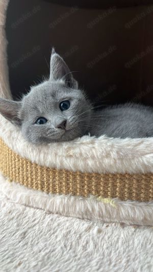 Russisch blau Kitten mit Stammbaum  Bild 10