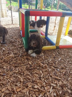 Lagotto Romagnolo Welpen vom Fichtelhof 