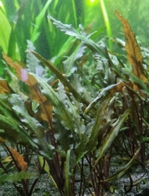 Wasserkelch Rot Grün Braun Cryptocoryne undulata 