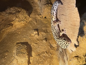 Männlicher Leopardgecko  Bild 4