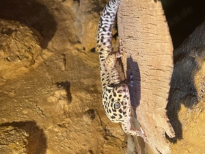 Männlicher Leopardgecko  Bild 1