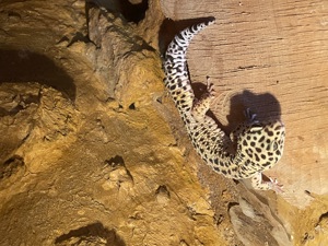 Männlicher Leopardgecko  Bild 2