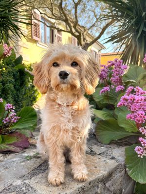 Cavapoo die unglaubliche süße Entstehung zweier toller Rassen!