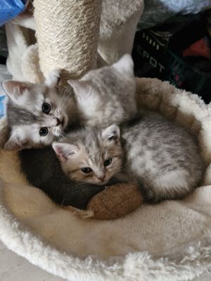 Süße BKH Kitten suchen neues Zuhause  Bild 4