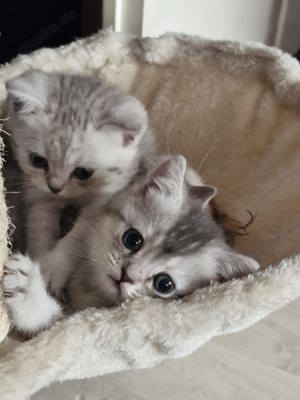 Süße BKH Kitten suchen neues Zuhause  Bild 3