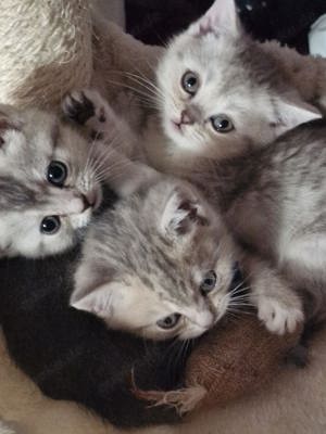 Süße BKH Kitten suchen neues Zuhause  Bild 1