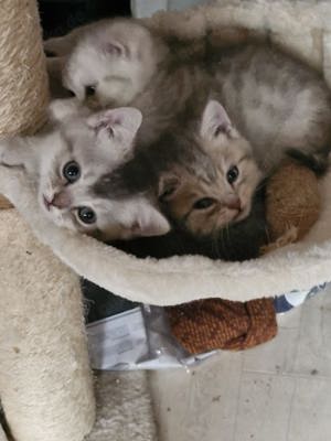 Süße BKH Kitten suchen neues Zuhause  Bild 6