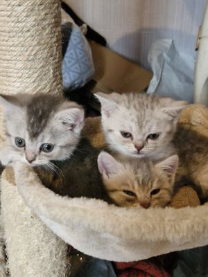 Süße BKH Kitten suchen neues Zuhause  Bild 5