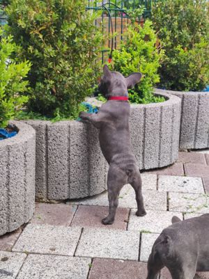 Französische bulldogge Welpen suchen neue zu Hause  Bild 4