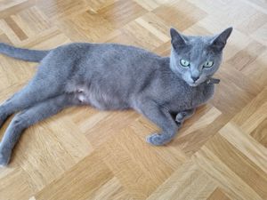 Russisch Blau Kitten in Frankfurt  Bild 7